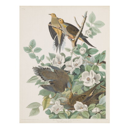 Catalog image of john james audubon (after) | carolina pigeon, or turtle dove (plate 17)