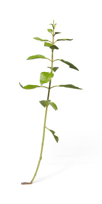 Catalog image of weed #285