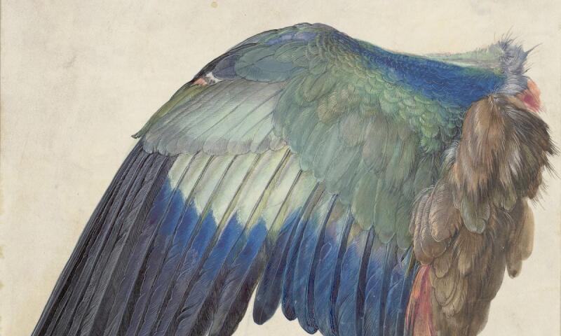 Albrecht Dürer_Wing of a Blue Roller