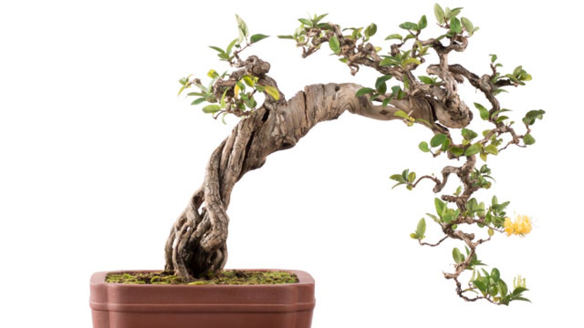 打理盆景的熱忱與心得 蘇富比 打理盆景的熱忱與心得 蘇富比