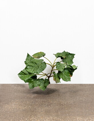 Catalog image of Weed
