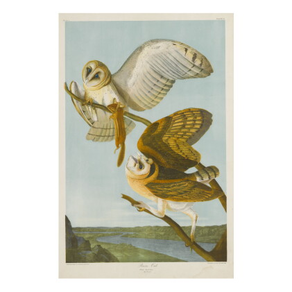 Catalog image of john james audubon (after) | barn owl (plate 34)