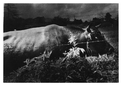 Catalog image of Untitled