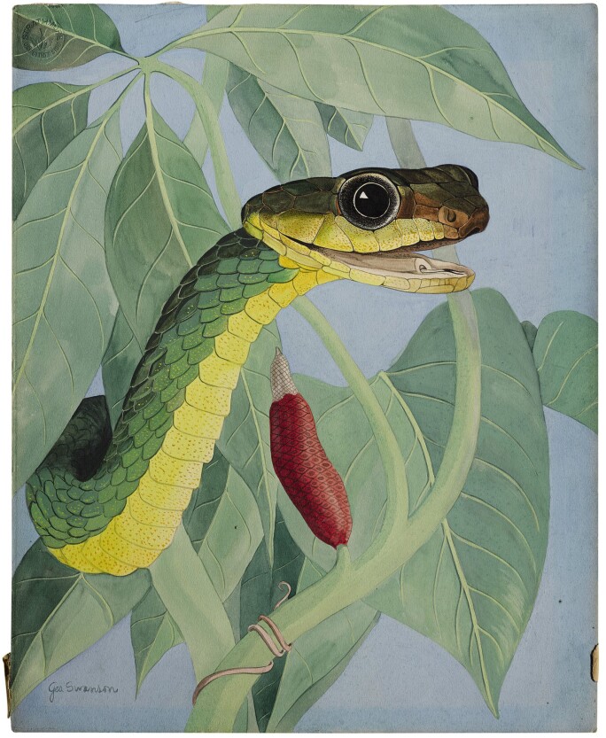 Snake_02.jpg