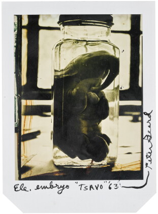 Catalog image of peter beard | 'elephant embryo', tsavo, 1963