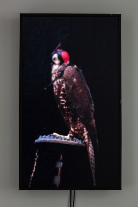 Catalog image of Male Gyr-Peregrine Falcon (Grim)