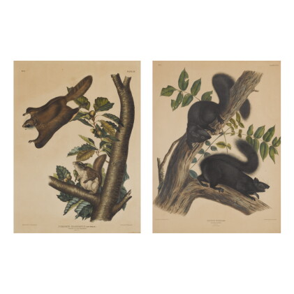 Catalog image of john james audubon (after) | oregon flying squirrel (plate xv); and black squir…