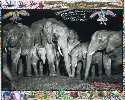 Catalog image of 'Elephant Family at Night at a Salt Lick', Aberdare Forest, 1972