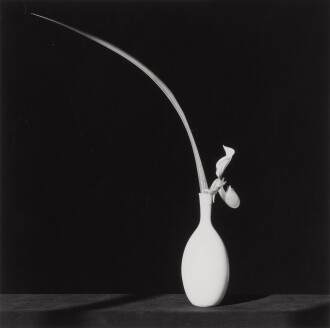 View 1 of Lot 77: Orchid