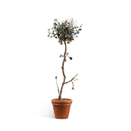 Catalog image of Albero