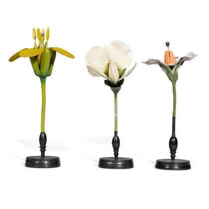 Catalog image of Three Didactic Botanical Models