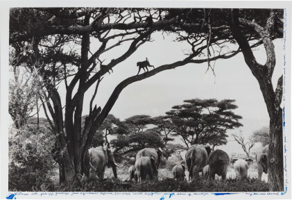 Catalog image of Garden of Eden, 1984