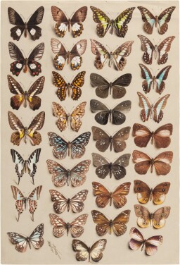 View 1 of Lot 11: Marian Ellis Rowan, 1848-1922 | Two Studies of Butterflies - New Guinea & Australia