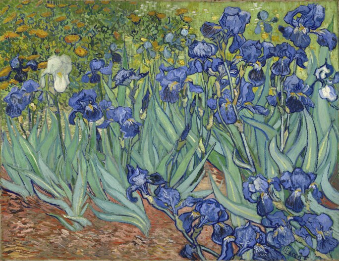 A field of blue irises.