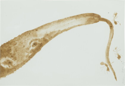 Catalog image of Ant Eater