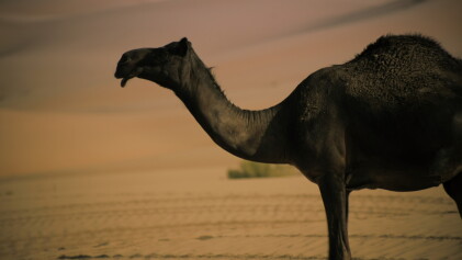 Catalog image of Dictums: Manqia I