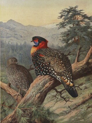  A Monograph of the Pheasants. London: published under the auspices of the New York Zoological Society by Witherby and Co., 1918-1927
