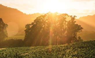 View 2 of Auction: Auction Napa Valley