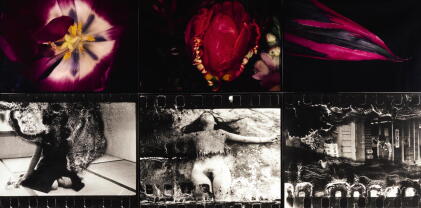 Catalog image of nobuyoshi araki | untitled (from the series flowers and tokyo shijyo), 1998