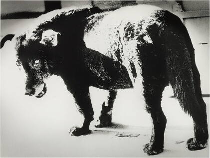 Catalog image of daido moriyama 森山大道 | misawa