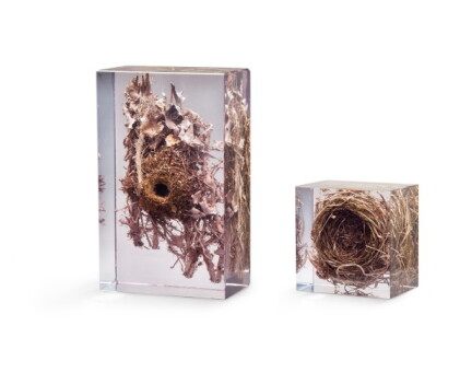Catalog image of Sasha Sykes, b. 1976 | Caliology VIII and X, (Wren, Moorhen)