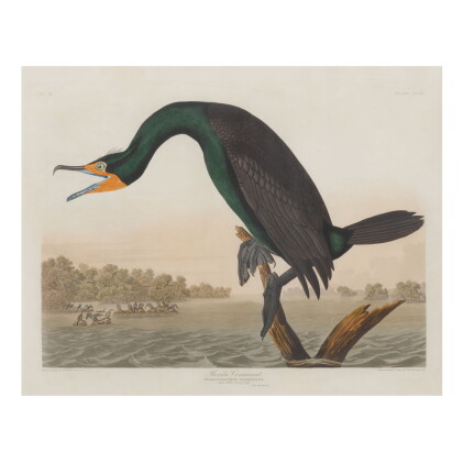 Catalog image of john james audubon (after) | florida cormorant (plate cclii)