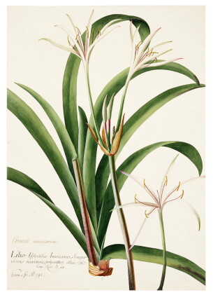 Catalog image of The White Lily