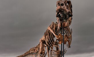 View 2 of Auction: Natural History including Gus Rex