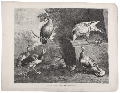 Cradock, Marmaduke. A set of ornithological prints, depicting at least 16 different species of birds
