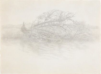 Catalog image of Fallen Tree