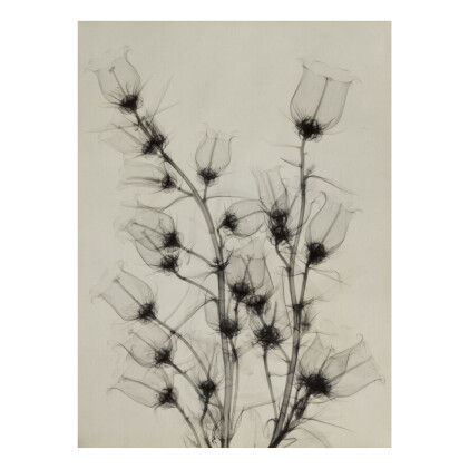 Catalog image of selected images