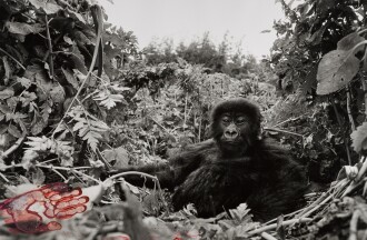 View 1 of Lot 78: 'One Year Old Mountain Gorilla, Rwanda,' 1994