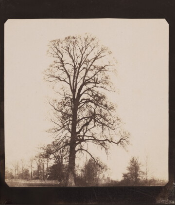 Catalog image of Elm Tree, Lacock Abbey
