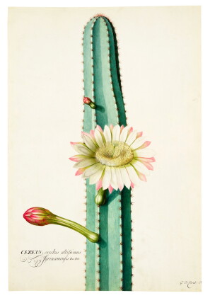 Catalog image of The South American 'Candle' Cactus