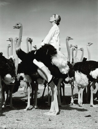 Catalog image of norman parkinson | wenda and ostriches, 1951