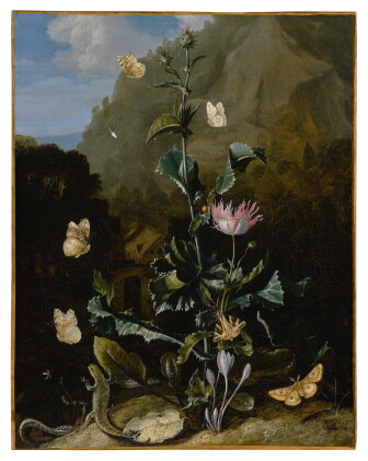 Catalog image of still life of a thistle and other flowers surrounded by moths, a dragonfly, a l…