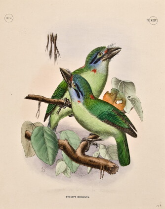 Catalog image of sharpe, richard bowdler. the ornithological section of the official scientific …