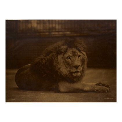 Catalog image of gambier bolton | 'majesty'