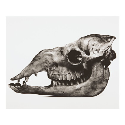 Catalog image of irving penn | 'camel'