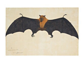 View 1 of Lot 14: A Great Indian Fruit Bat or Flying Fox (Pteropus Giganteus), from the Impey Album, signed by Bhawani Das, Company School, Calcutta, circa 1778-83