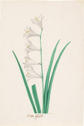 Catalog image of A White Daffodil