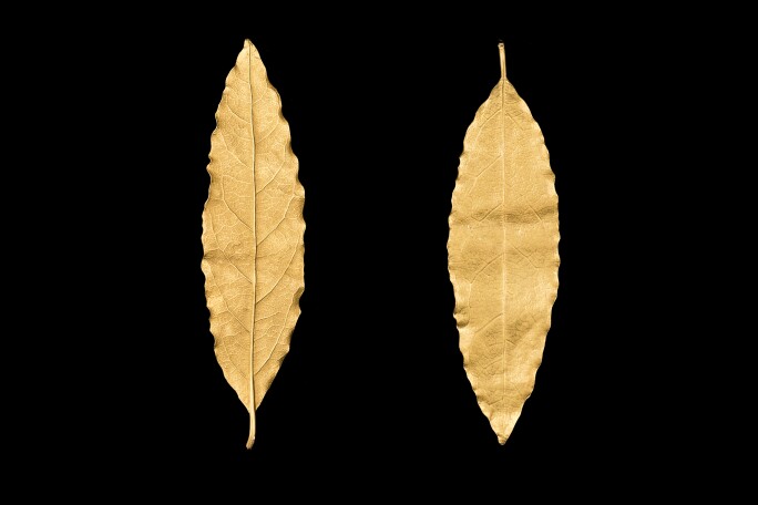 A rare golden laurel leaf cut from Napoleon’s coronation coronet.jpg