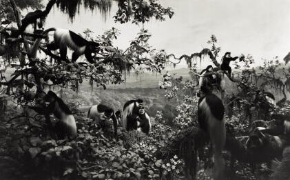Catalog image of hiroshi sugimoto | 'white mantled colobus' (from the series dioramas), 1982