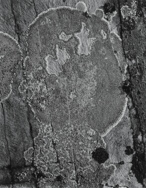 View 1 of Lot 93: 'Lichen on Stone, Glacier National Park'