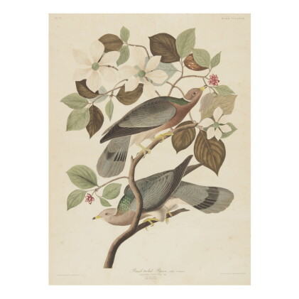 Catalog image of john james audubon (after) | band-tailed pigeon (plate ccclxvii)