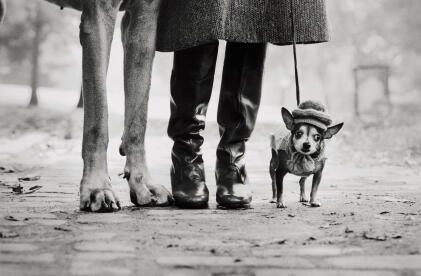 Catalog image of elliott erwitt | 'felix, gladys and rover', new york city, c. 1974