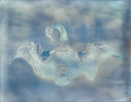 Catalog image of Untitled (Swan) (from My Ghost)