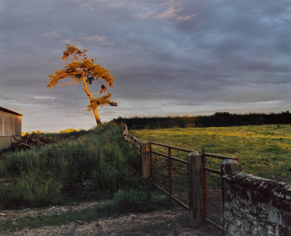Sam Taylor-Johnson, Self Portrait as a Tree.