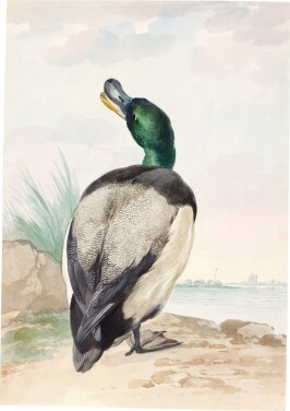 View 1 of Lot 64: A Drake Mallard