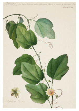 Catalog image of The Passion Flower